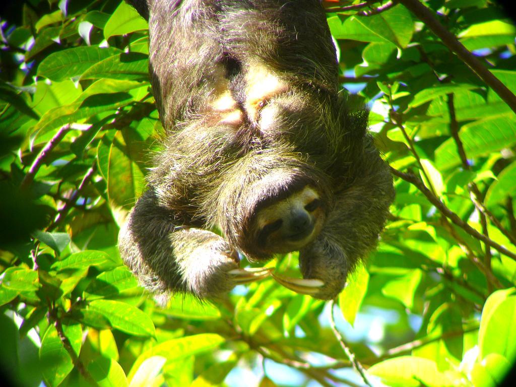 Gamboa Rainforest Reserve Esterno foto